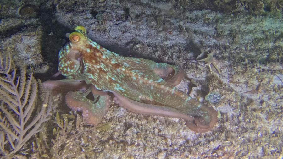 Diving Playa del Carmen