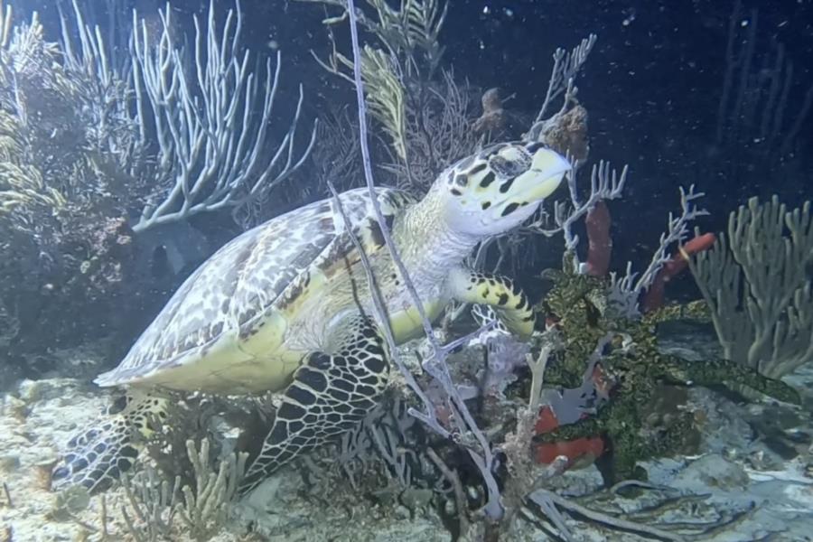 Diving Playa del Carmen