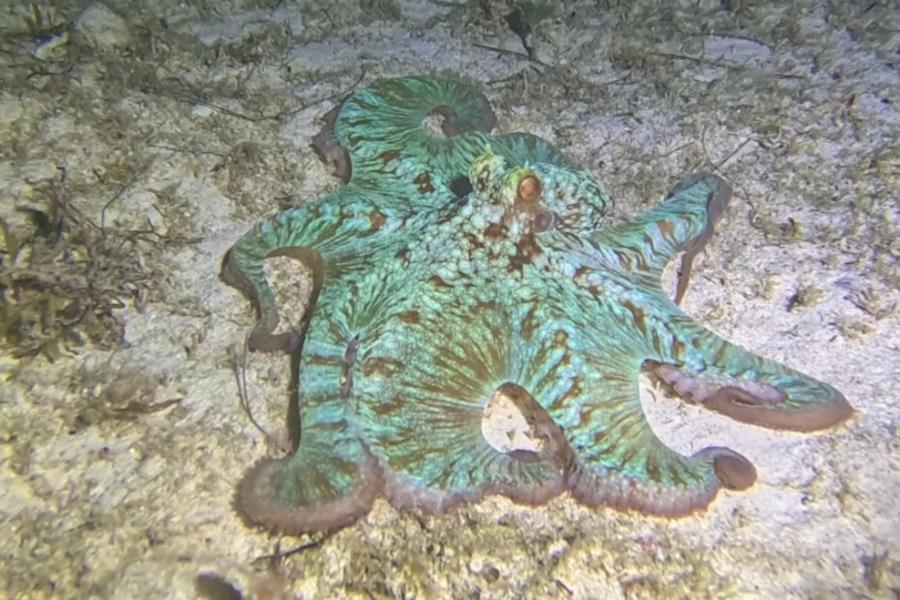 Night Dive Playa del Carmen
