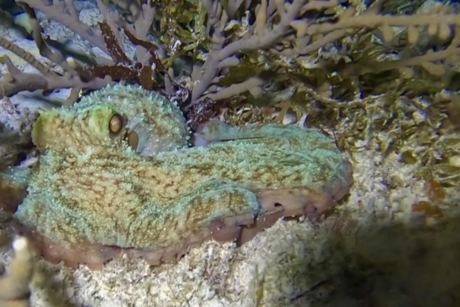 Night Dive Playa del Carmen