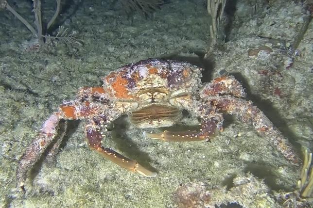 Night Dive Playa del Carmen