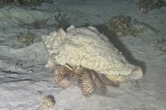 Night Dive Playa del Carmen