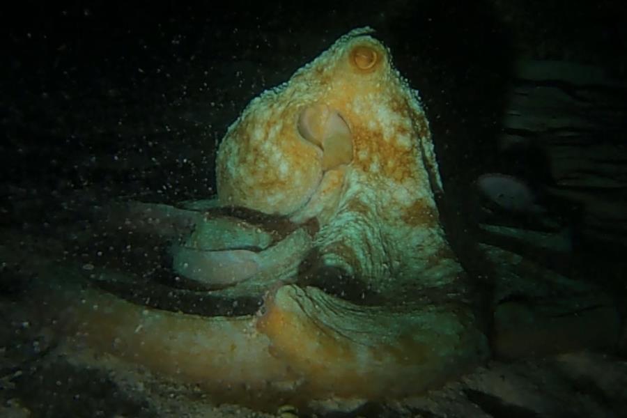 Night Dive Playa del Carmen