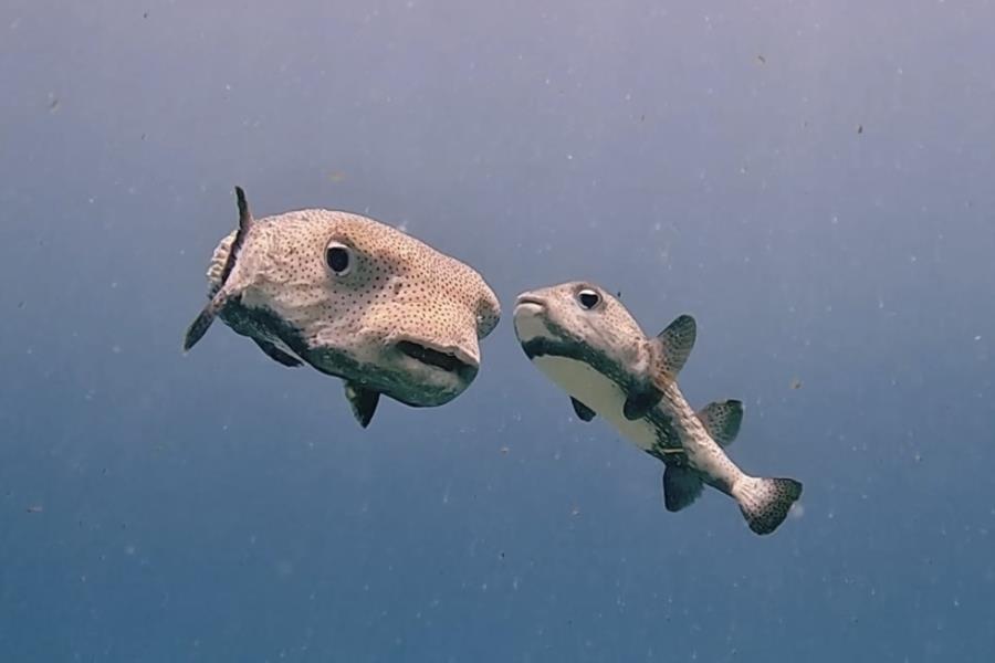 Diving Playa del Carmen