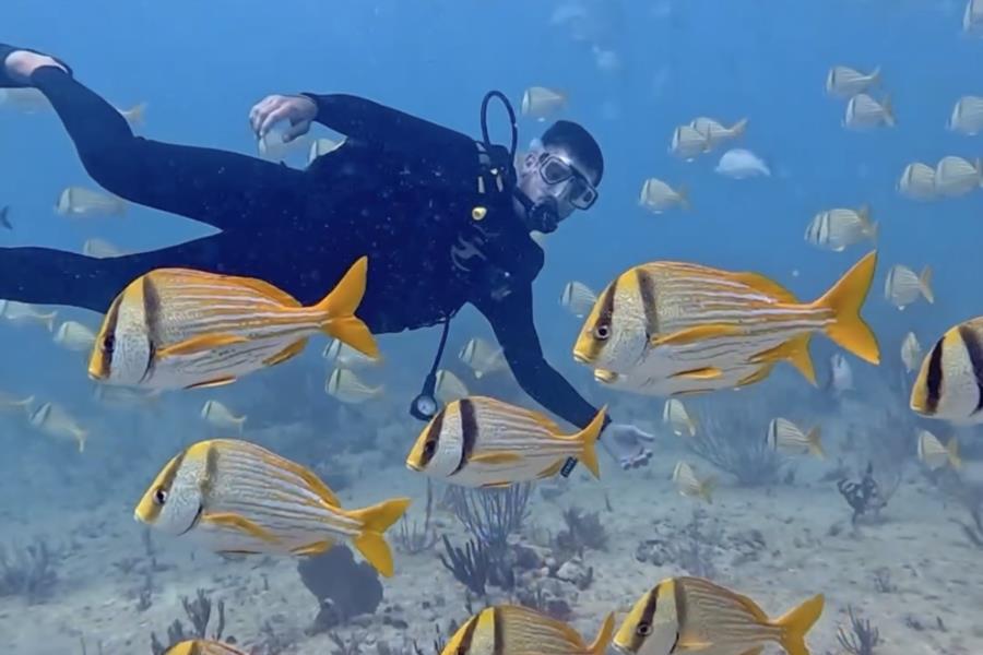 Diving Playa del Carmen