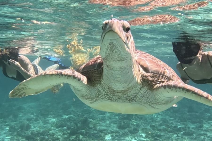 Snorkel Playa del Carmen