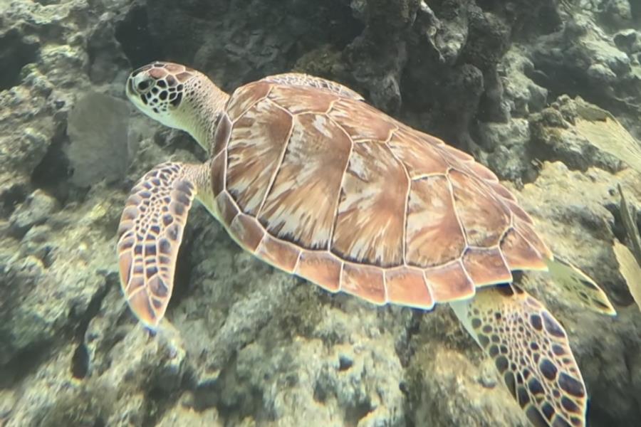 Snorkel Playa del Carmen