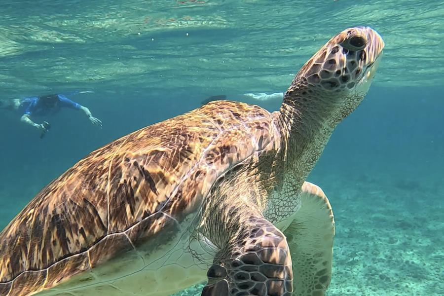Snorkel Playa del Carmen