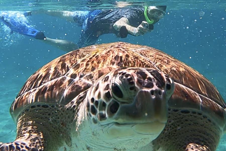 Snorkel Playa del Carmen