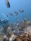 Diving Playa del Carmen