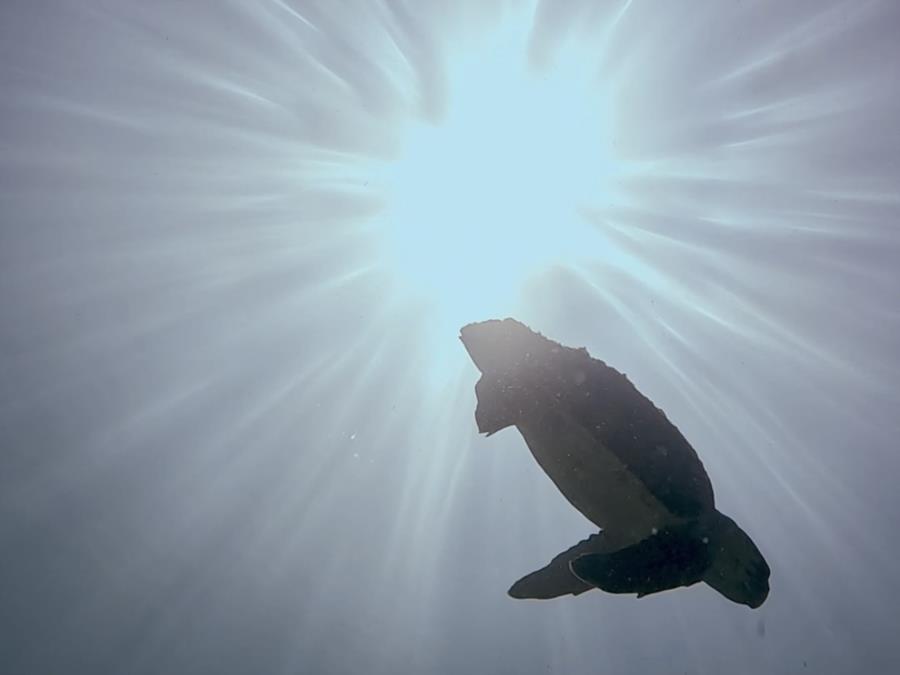 Diving Playa del Carmen