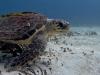 Diving Playa del Carmen
