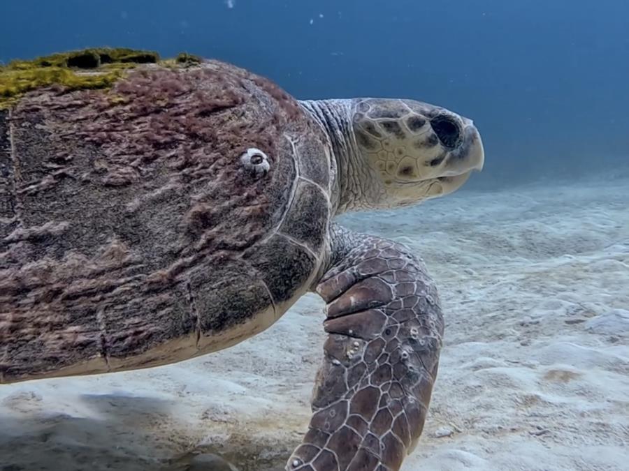 Diving Playa del Carmen