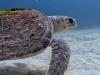 Diving Playa del Carmen
