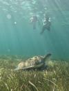 Snorkel Playa del Carmen