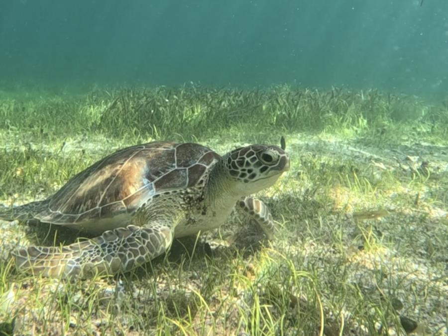 Snorkel Playa del Carmen