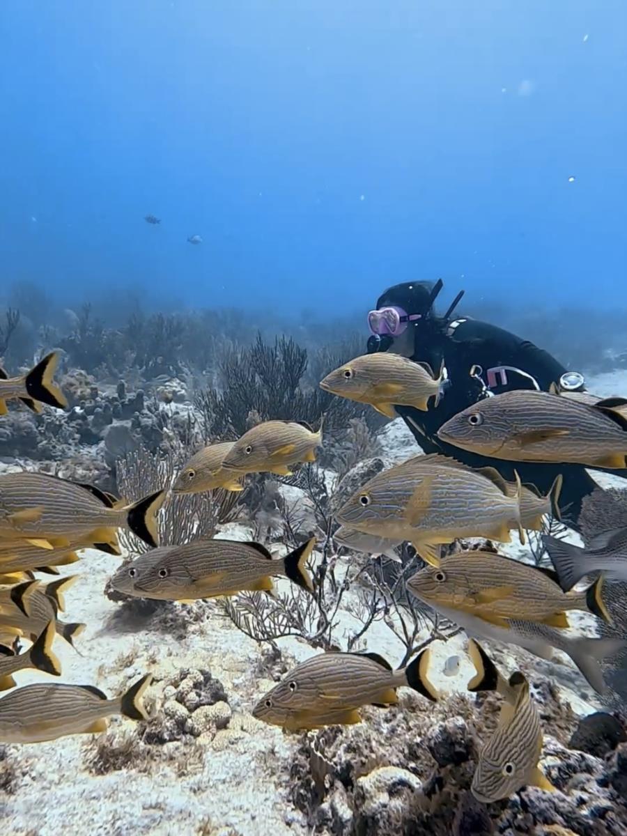 Diving Playa del Carmen