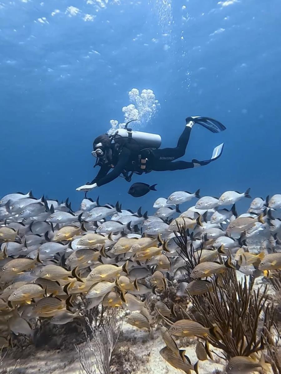 Diving Playa del Carmen
