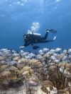 Diving Playa del Carmen