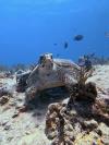 Diving Playa del Carmen
