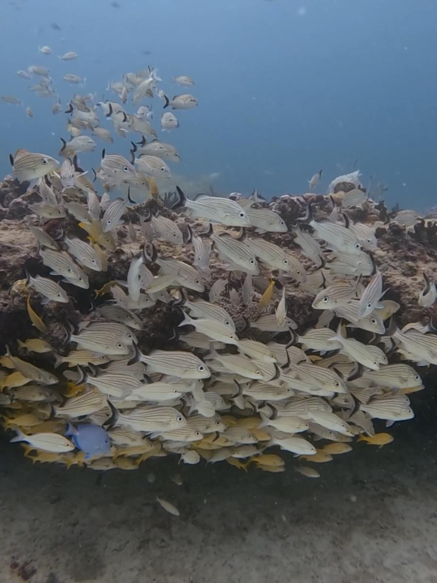 Diving