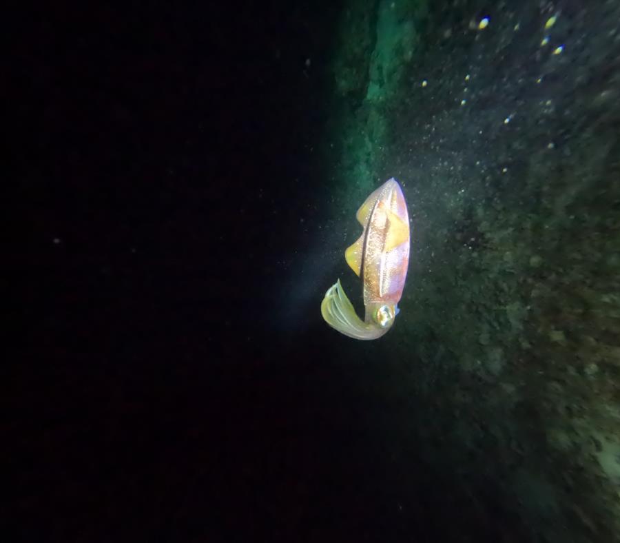 Night Dive