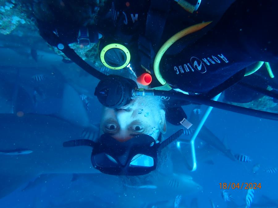 Fiji shark