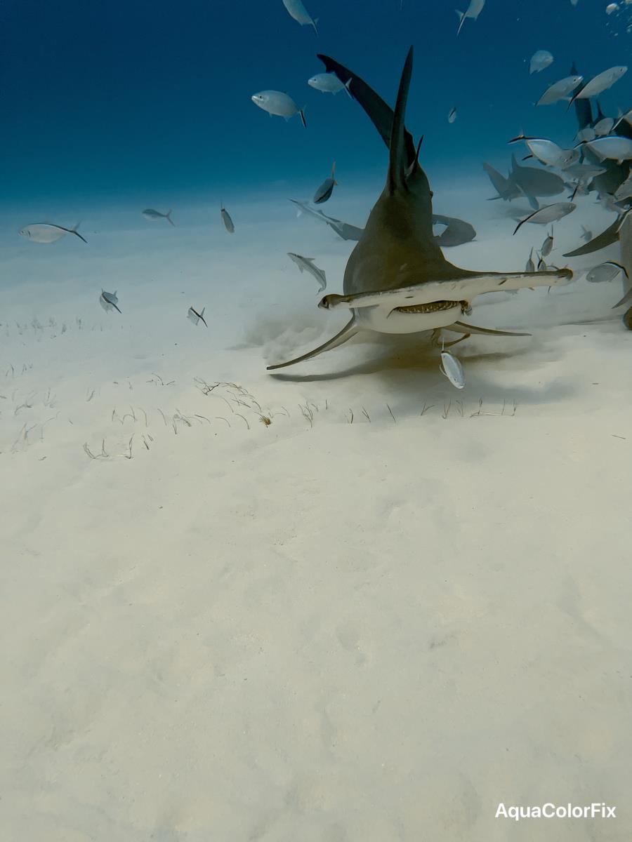 Souche-ray’s Profile Photo