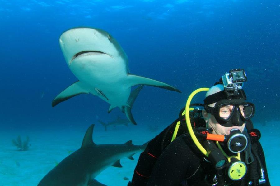 Bahamas Shark Dive 2