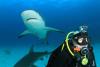 Bahamas Shark Dive 2