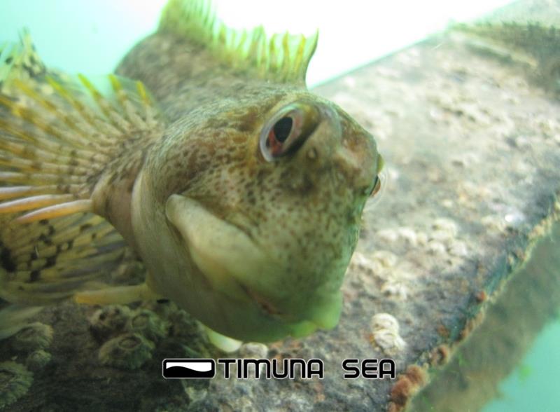 Common Blenny