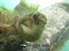 Common Blenny