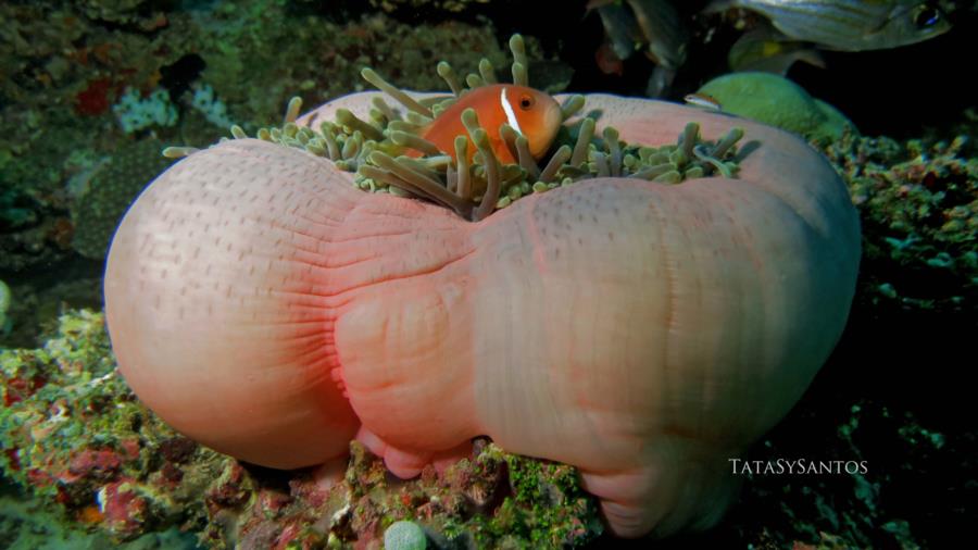 clowfish, anemone