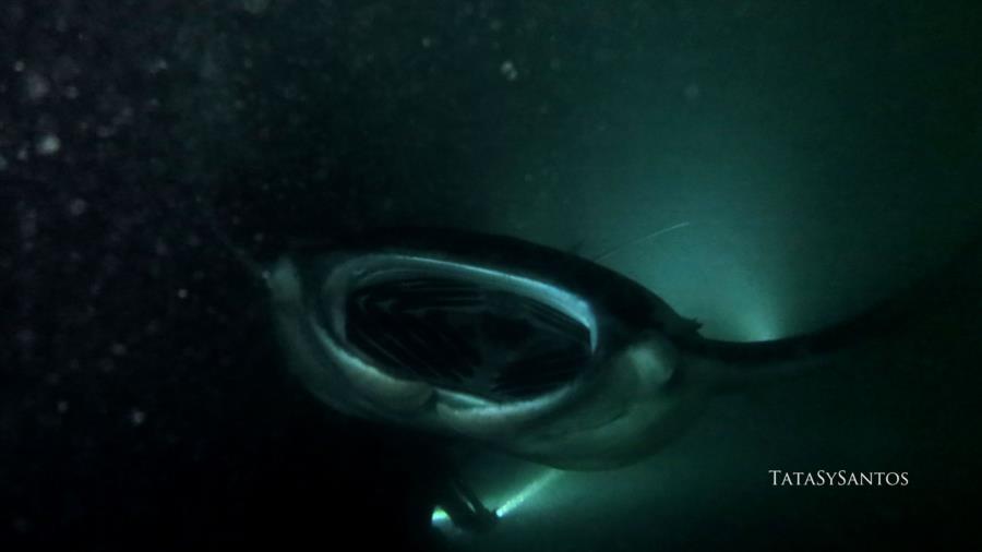 Manta, Maldives