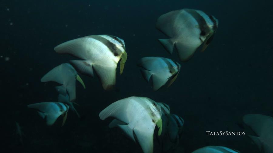 Batfish 2, Maldives