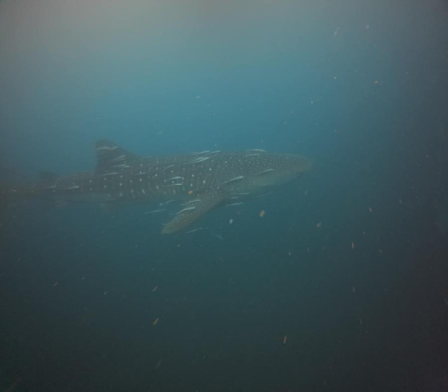 Whaleshark in PCB, FL