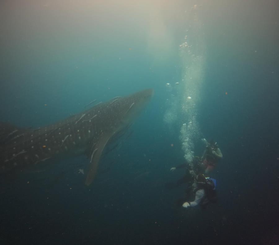 Whaleshark in PCB, FL