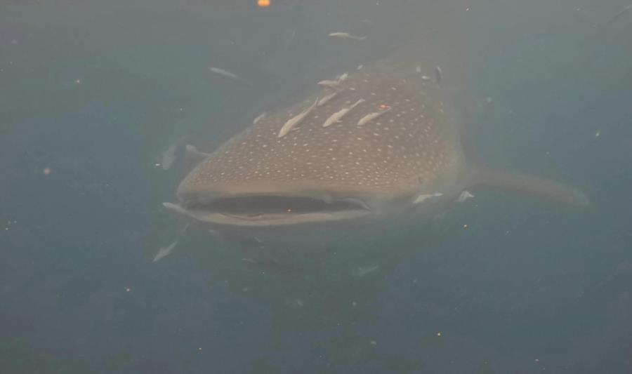 Whaleshark in PCB, FL