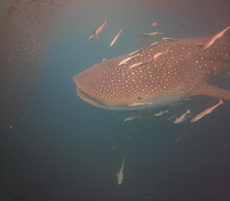 Whaleshark in PCB, FL