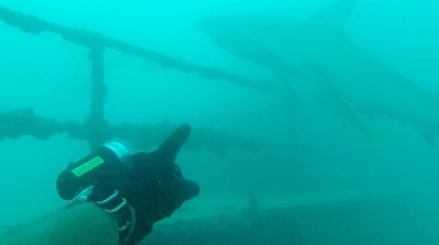 Bull Shark USS Vandenburg