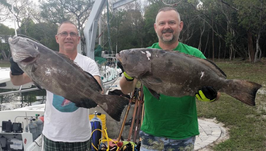 Black Grouper