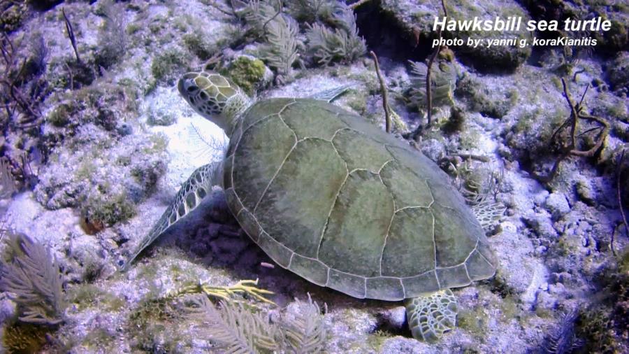 Hawksbill Sea Turtle