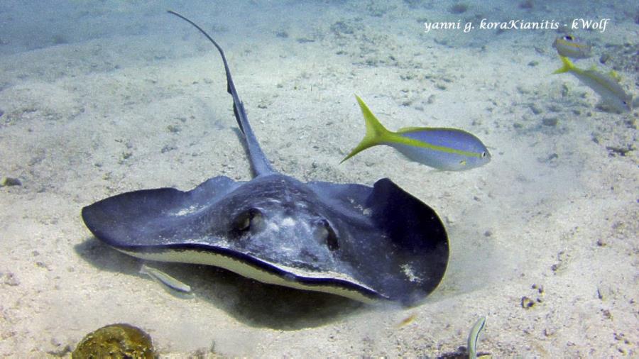 Stingray