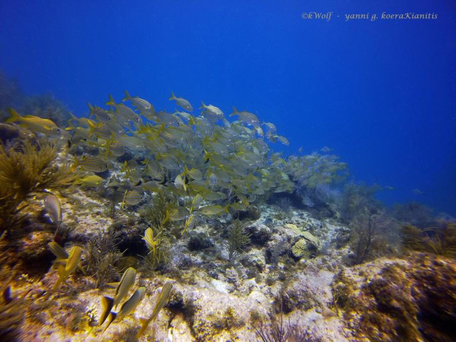 yellowtail snapper fish