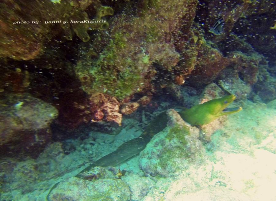 Green Moray Eel