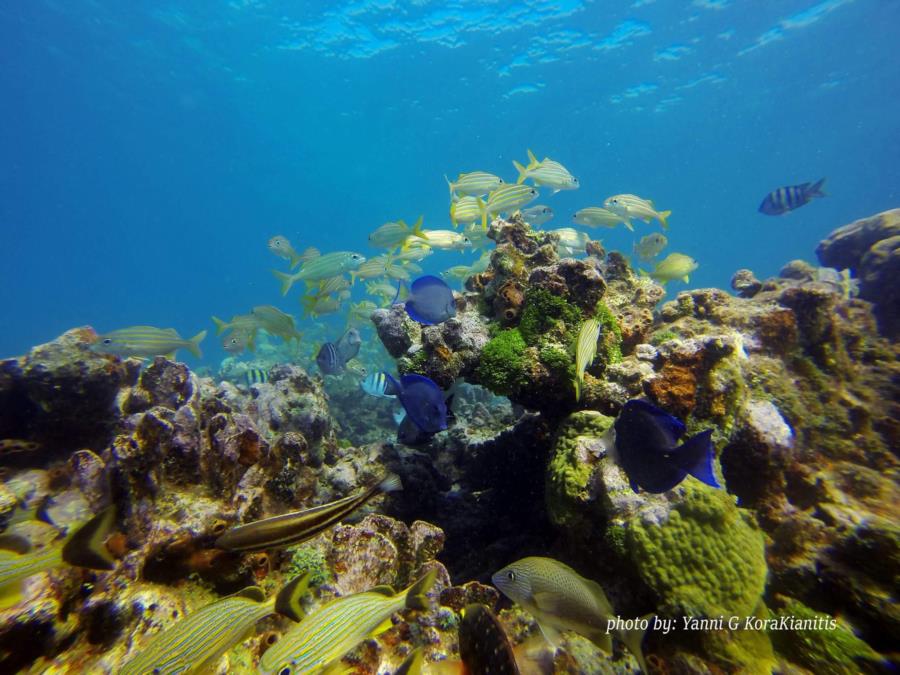 Coral reef @ Key Largo