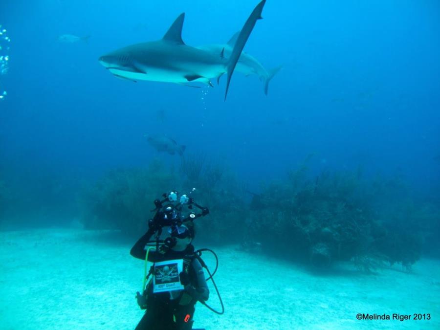 Grand Bahama 400th dive