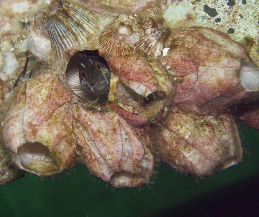 blenny-Gulf Shores