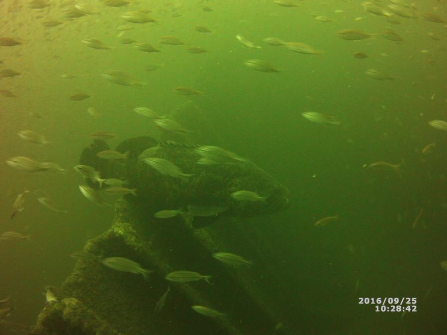 Goliath Grouper