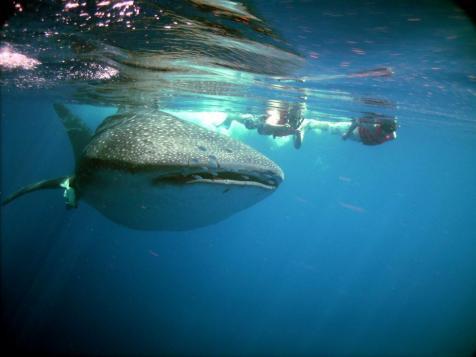Whale shark